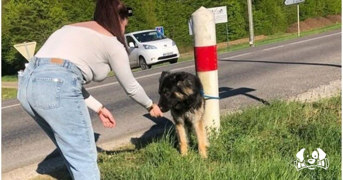 Woman Ties Dog Near Animal Shelter and Speeds Off, Prompting Outrage