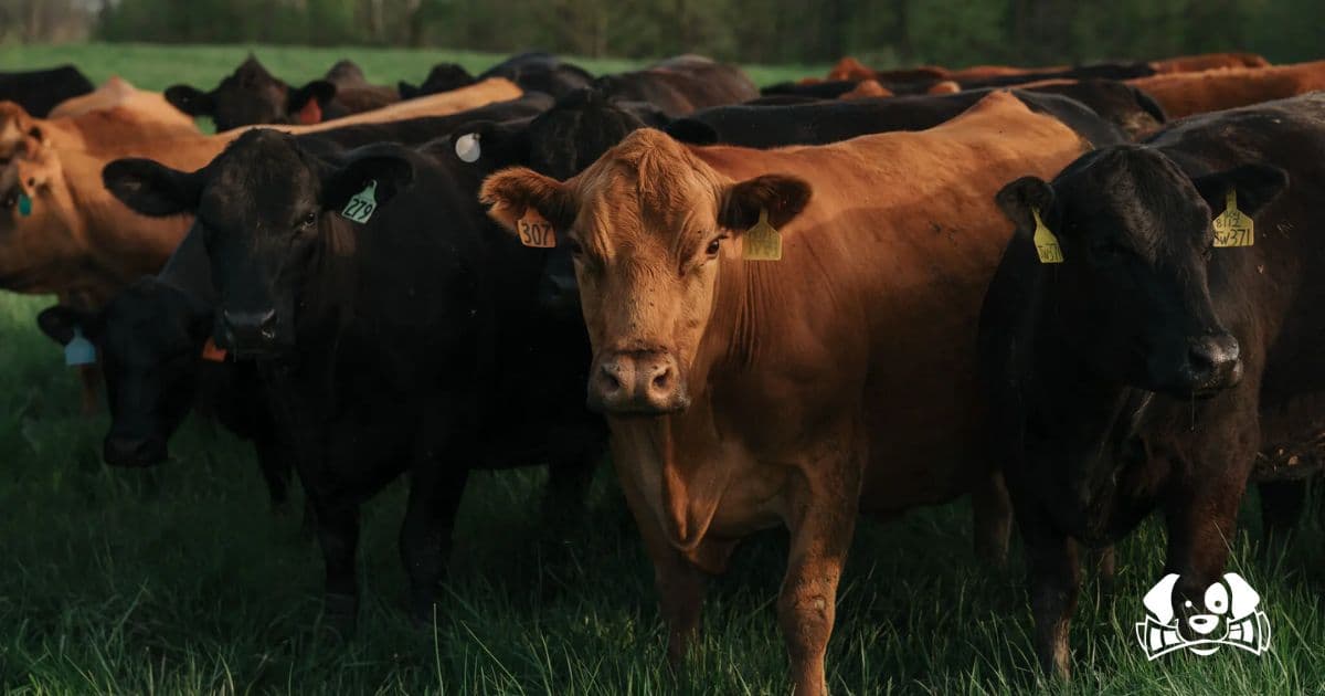 Animals That Feel the Slice of the Knife: Inside America's Slaughterhouses