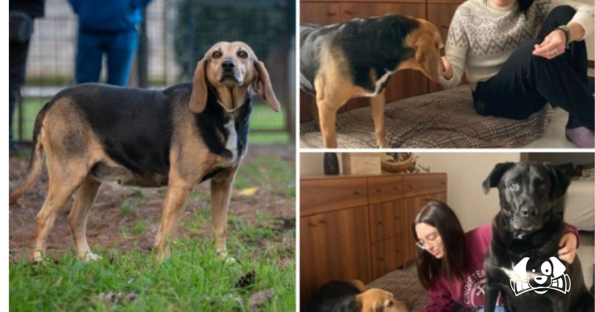 Daniela and Elisa, the Mother-Daughter Duo Adopting Dogs No One Else Wants: "Old and Sick? They’re the Most Beautiful Ones"