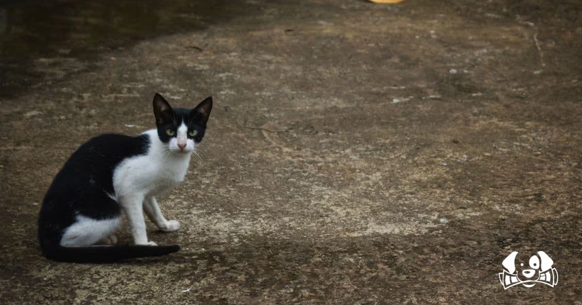 €9,000 Fine for Abandoning a Cat in the Street: Penalties Could Reach €200,000