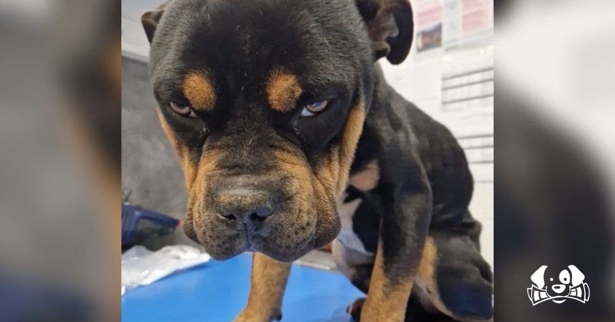 Starved for 20 Days: Man Convicted of Animal Cruelty After Dog Found Severely Emaciated