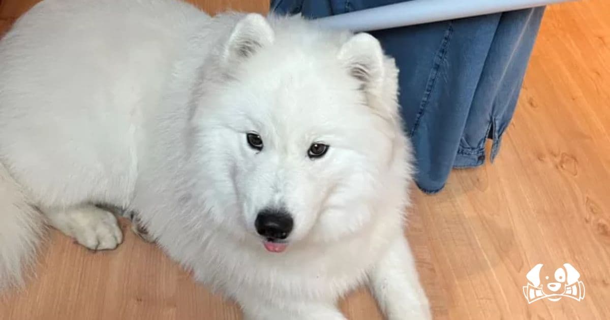 “Air France Will Just Find an Excuse”: Dog Killed by Conveyor Belts at Calvi Airport Sparks Outrage