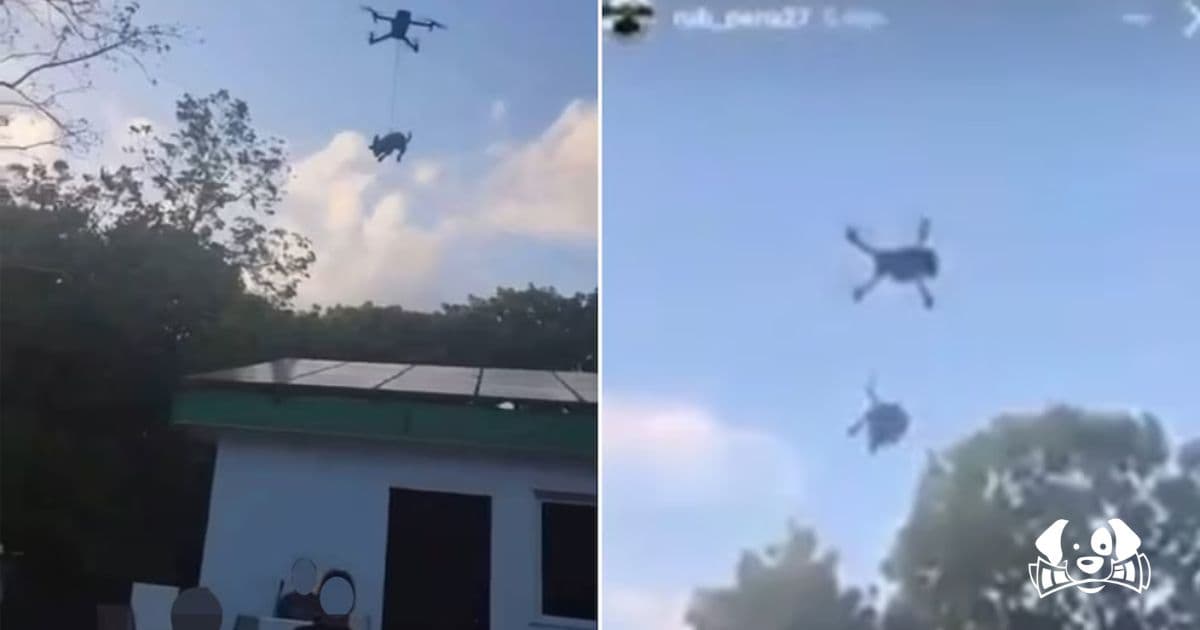 Outrage as Teens Tie Dog to Drone and Lift It 3 Meters into the Air