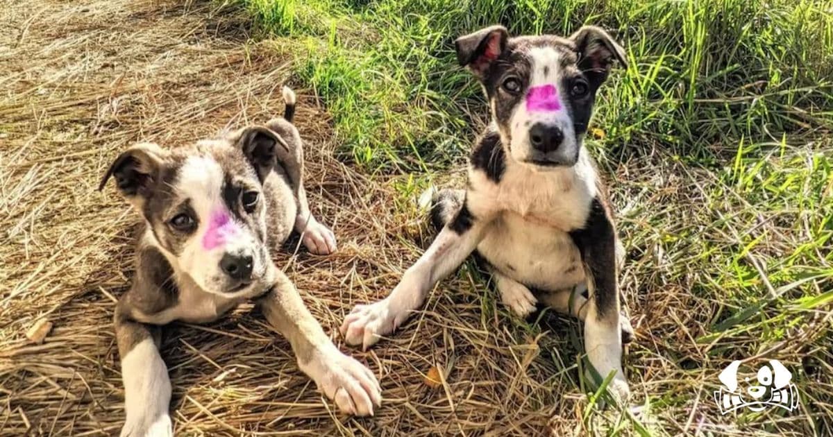 The Incredible Story of Chernobyl's Dogs Who Adapted to a Radioactive World