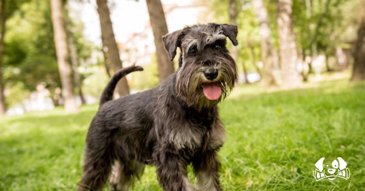 Tragedy in Italy: A Wolf Snatches Family Dog Pepe from Garden