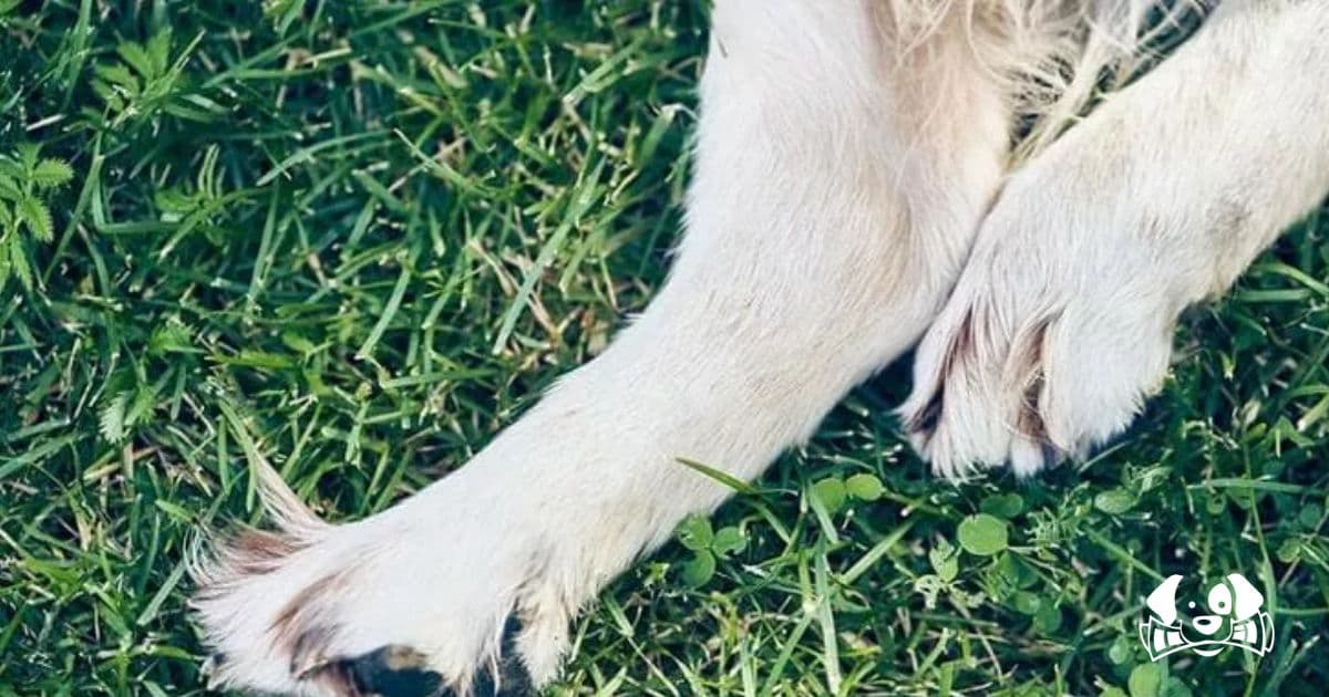 San Marino: "Serial Dog Killer" Arrested After 14 Years and 40 Victims