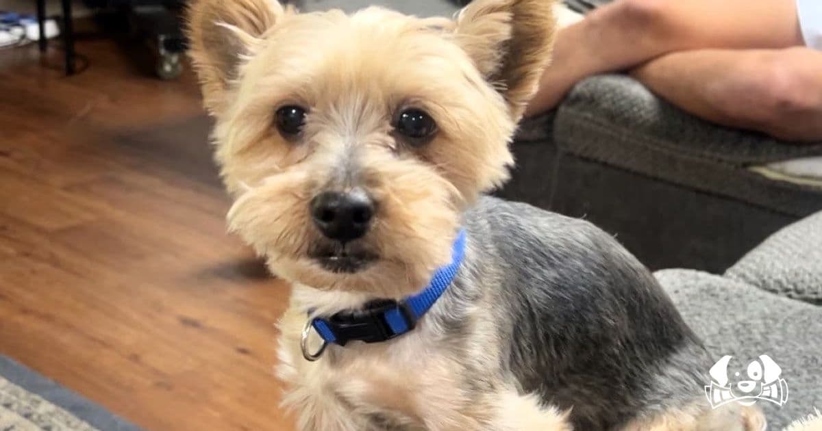 A Dog Lost for 5 Years Reunites with His Owner Thanks to a Fraternity House