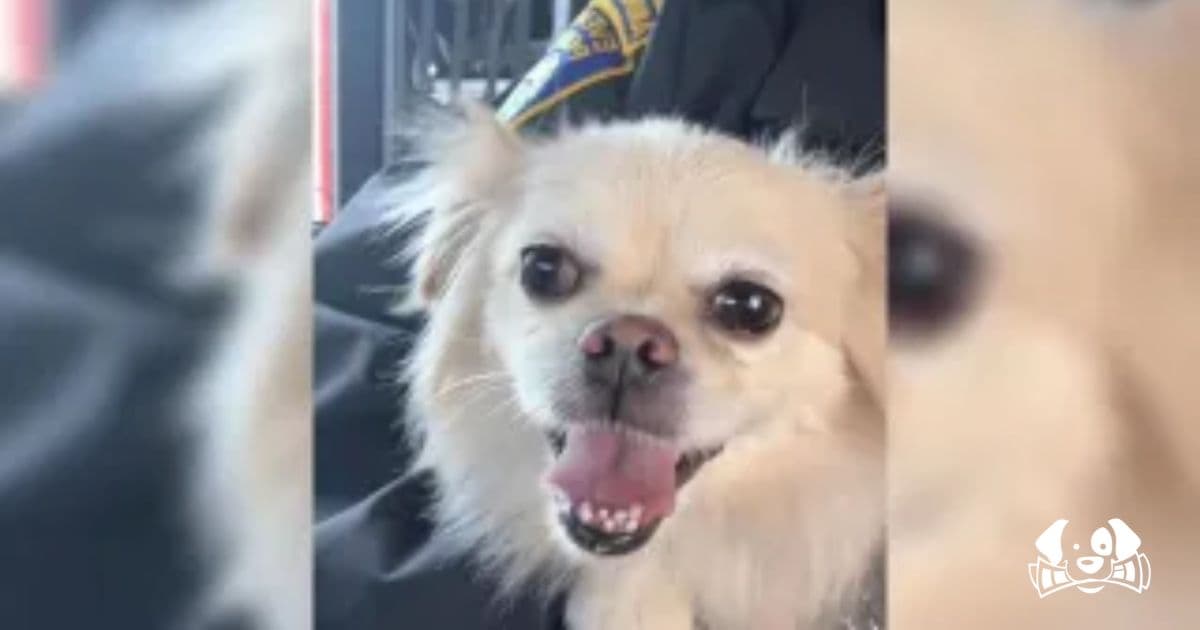 Stolen Dog Reunited with Owner After Dramatic Rescue from Train Tracks