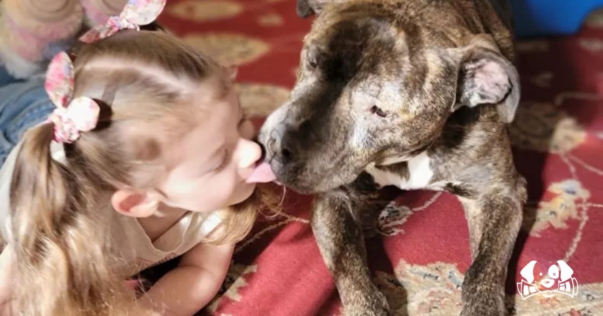 A Dog’s Final Goodbye: Reeses Comforts 6-Year-Old Girl Before Saying Farewell