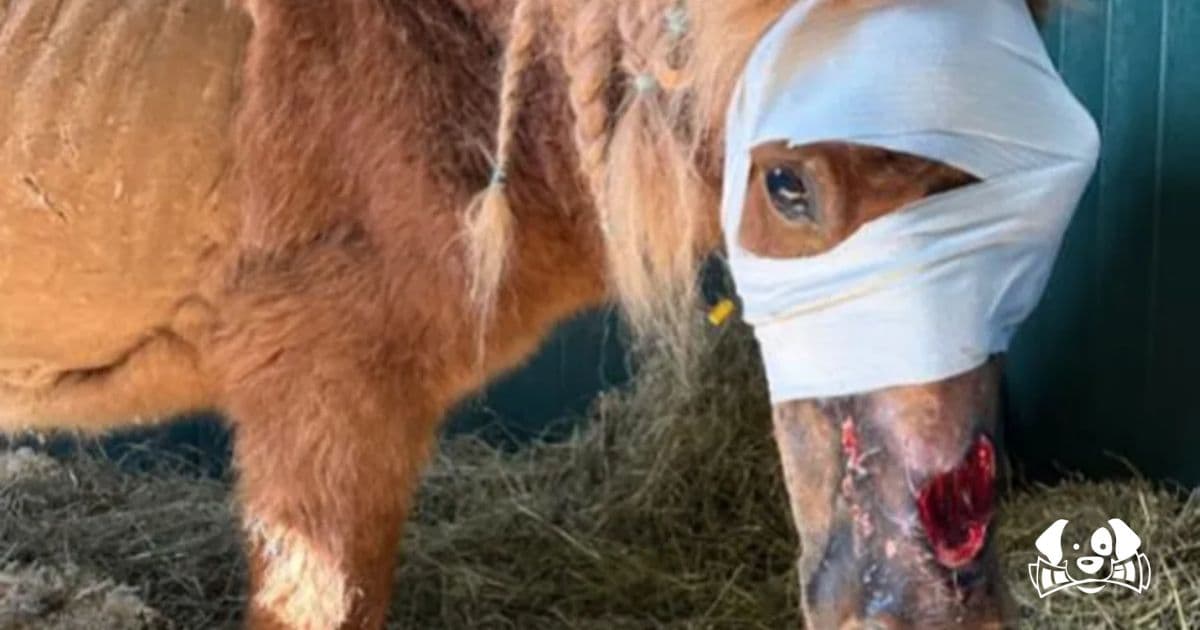 Obélix the Pony, Rescued From Abuse, Dies After Finally Finding Safety