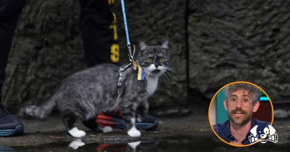 Vet Warns Against Trend of Walking Cats: “A Cat Is Not a Dog”