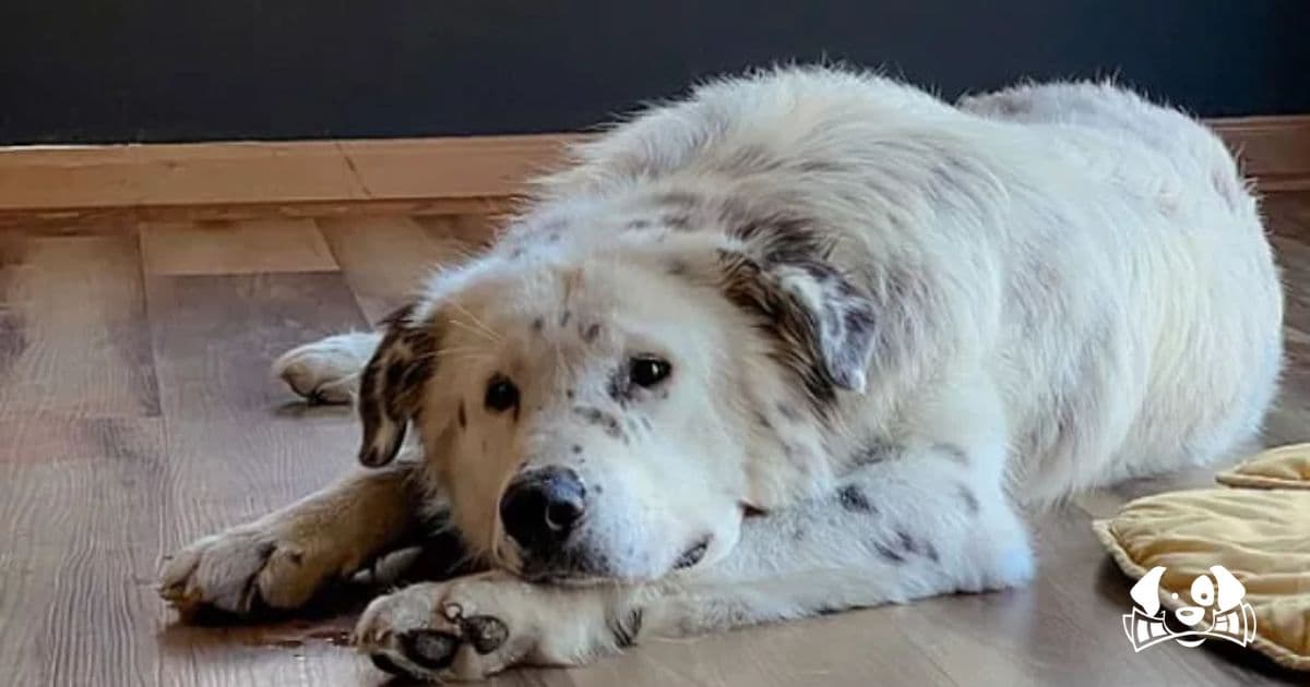 Ringo's First Smile: The Dog Who Spent His Life in a Box Finally Finds Love