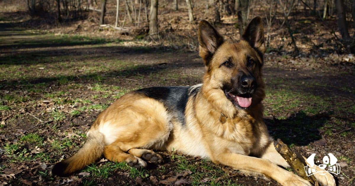 Dog Rescued After Spending Four Days Trapped Between Two Walls