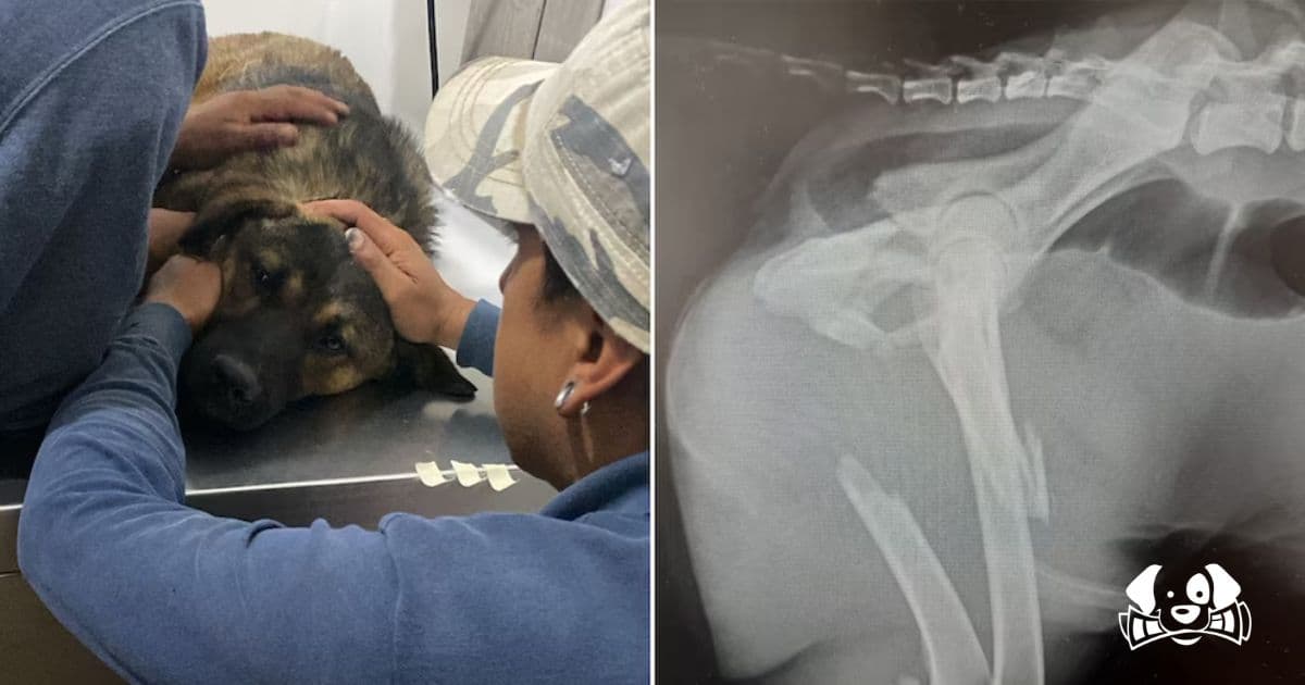 Cosmo’s Fight for Life: Beaten, Broken, but Not Defeated