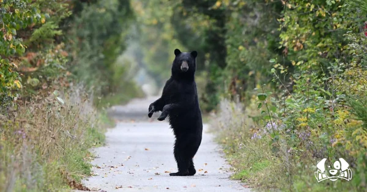Florida Man and His Dog Mauled to Death by Black Bear in First Fatal Attack in State History