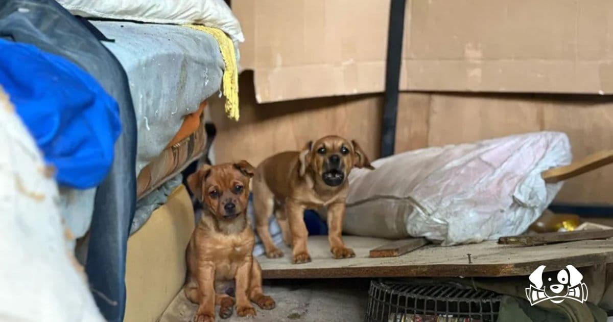 "A Real Money-Making Operation": 19 Drugged Puppies Rescued from Street Sale Network in Nice
