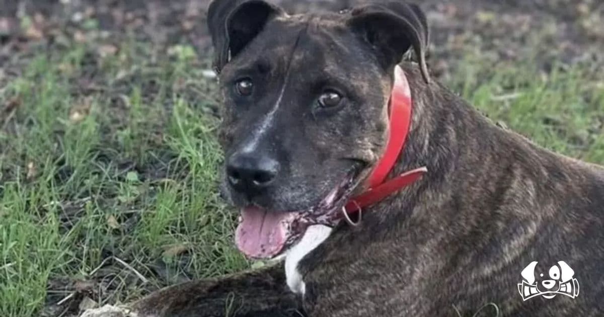 Farewell to Tyson, the Dog Who Spent a Lifetime Behind Bars