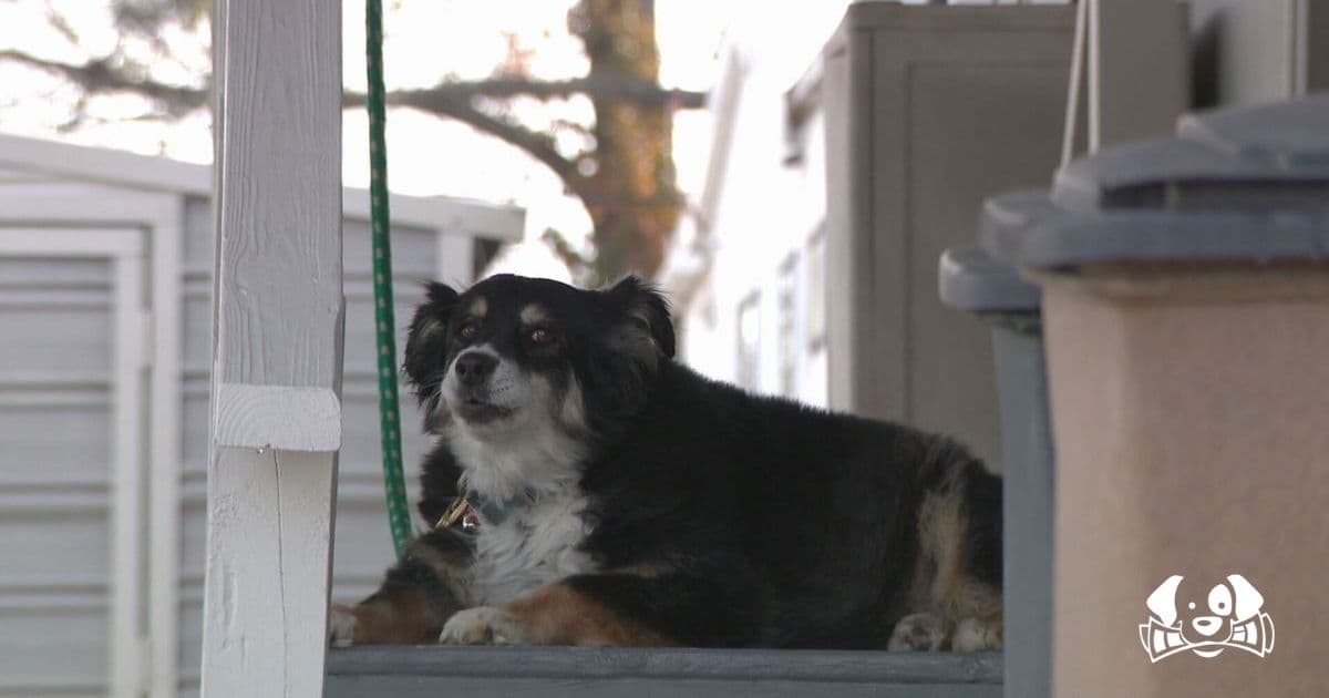 Retired Businessman Leaves $5 Million Inheritance to His Dog: “He Loved That Dog”