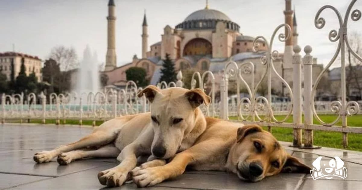 Turkey’s Supreme Court Upholds Controversial Stray Dog Law, Activists Warn of Impending Massacre