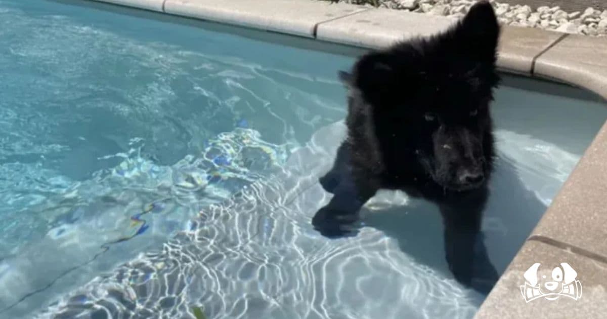 Armed Robbers Steal Puppy from Owner in Broad Daylight in Lyon