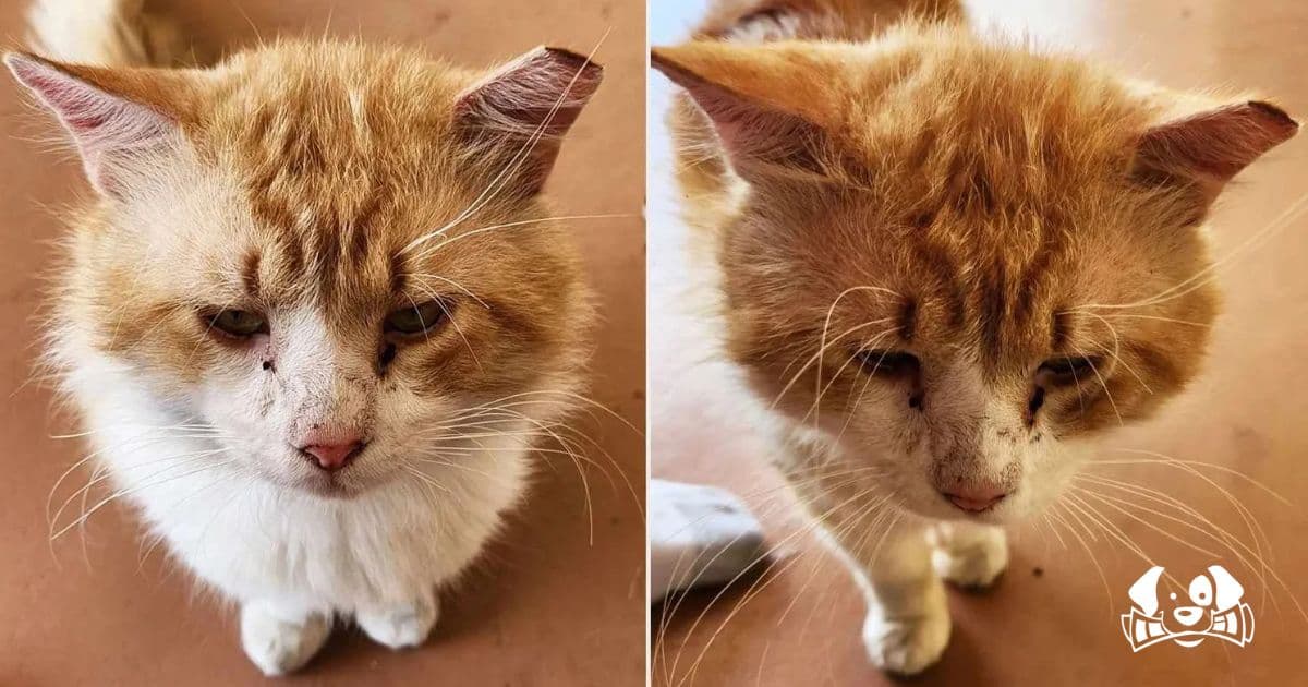 George the Cat's Incredible Journey: Escapes Shelter and Travels 5 Kilometers to Find His Friends