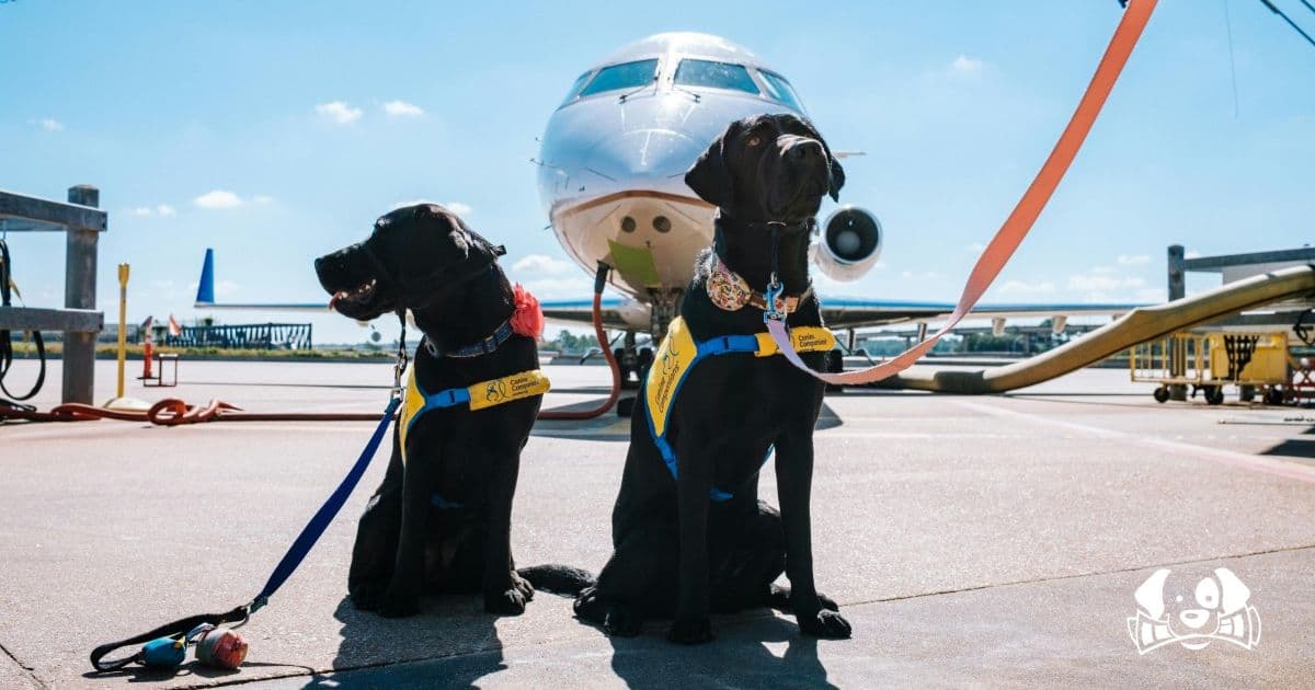 Italy's Sky-High Pet Policy: Large Dogs Now Welcome in Airplane Cabins