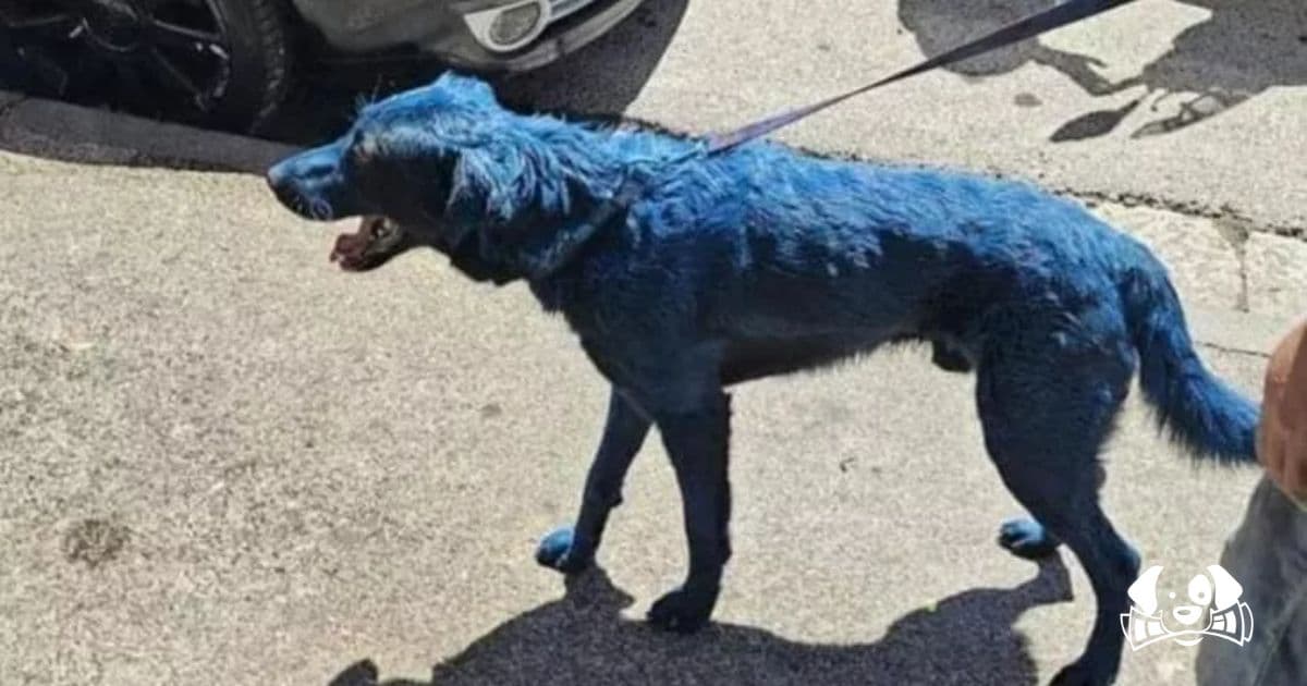 Napoli’s Football Victory Turns into Animal Abuse: Outrage Over Painted Dog and Rescued Donkey