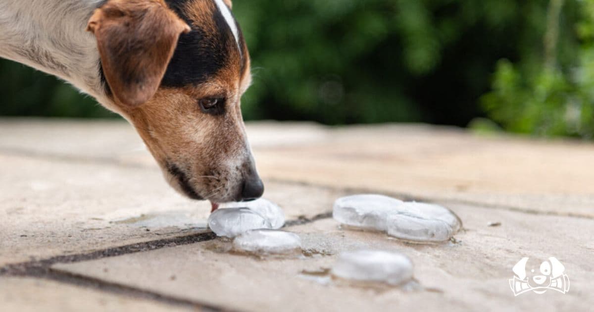 TikTok's 'Ice Bucket Challenge' for Dogs: Why This Dangerous Trend Must Stop