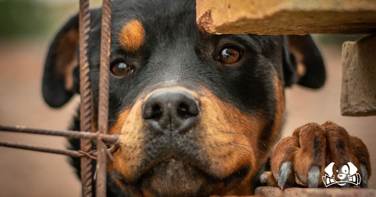 Breaking the Stigma: SPA Advocates for Misunderstood "Dangerous" Dogs