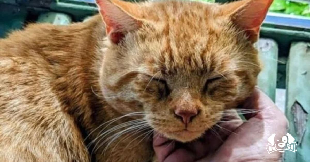 Max’s Journey: The Cat Who Walked Miles to Reunite with His Rescuer