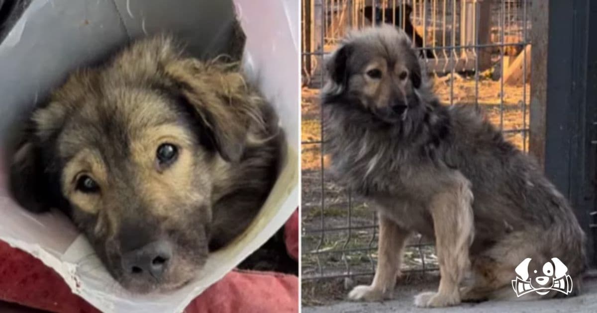 From Tragedy to Triumph: Grey the Three-Legged Dog Reunites with Long-Lost Sister