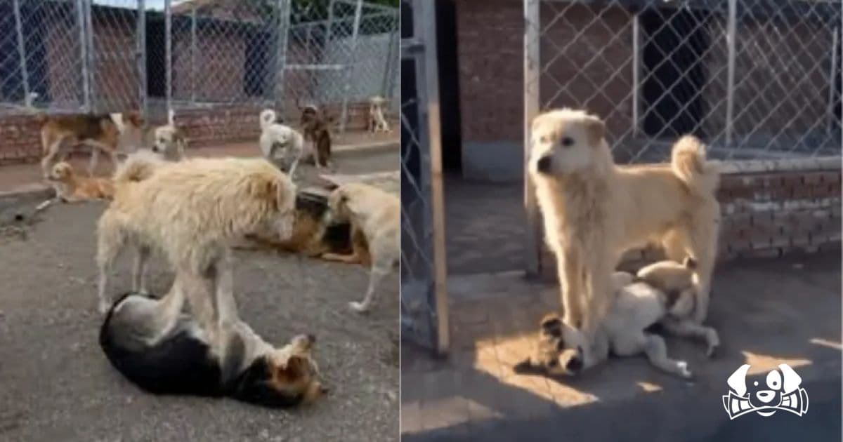 Meet King Charles: The Silent Alpha Dog Who Rules with Presence