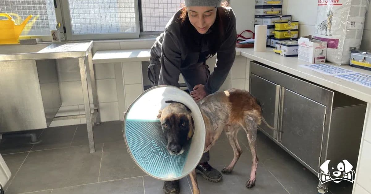 Justice for Stark: A Story of Survival and the Fight Against Animal Cruelty