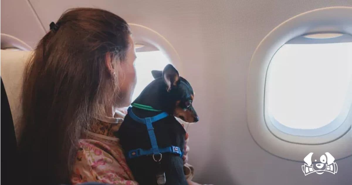 Italy Revolutionizes Pet Travel: Large Dogs Now Welcome in Airplane Cabins