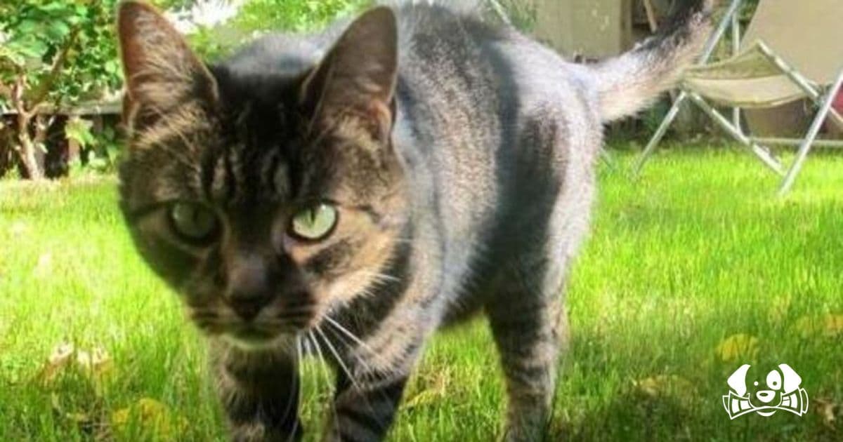 Wave of Horror in Southern France: Over 20 Cats Tortured and Mutilated in Saint-Antonin-du-Var