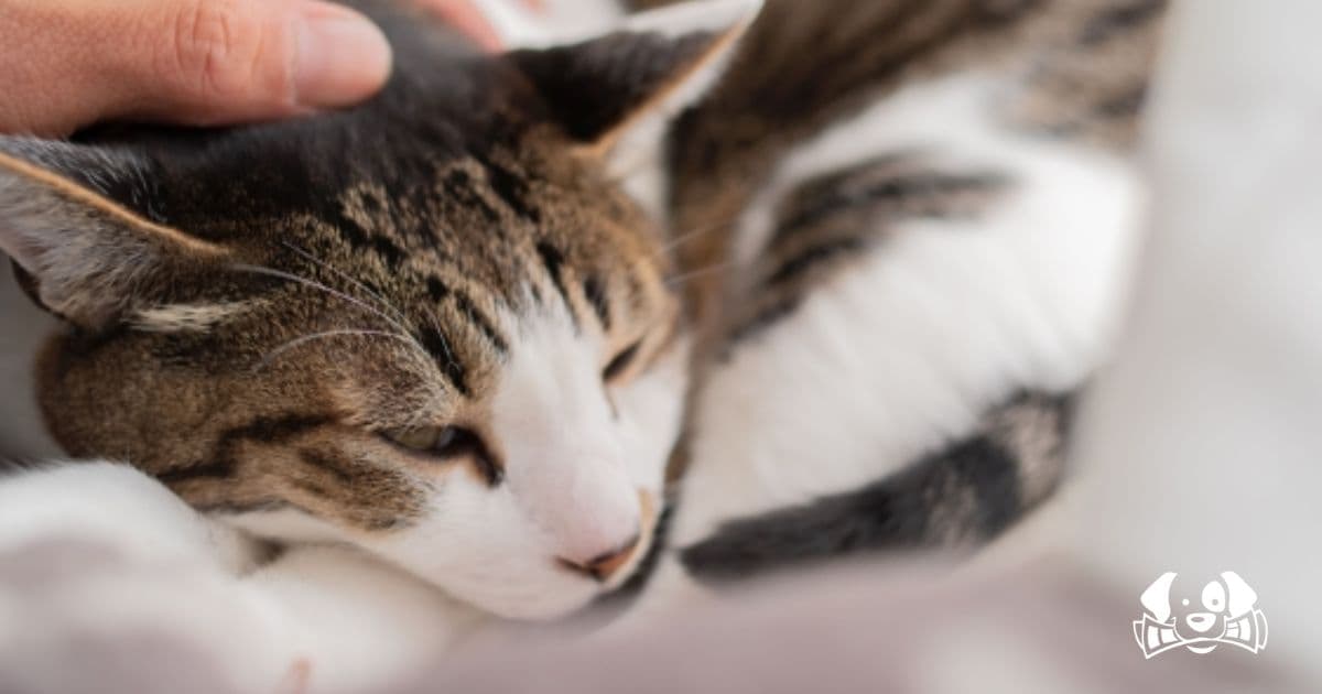 Lifesaving Drug for FIP in Cats Finally Approved in Italy