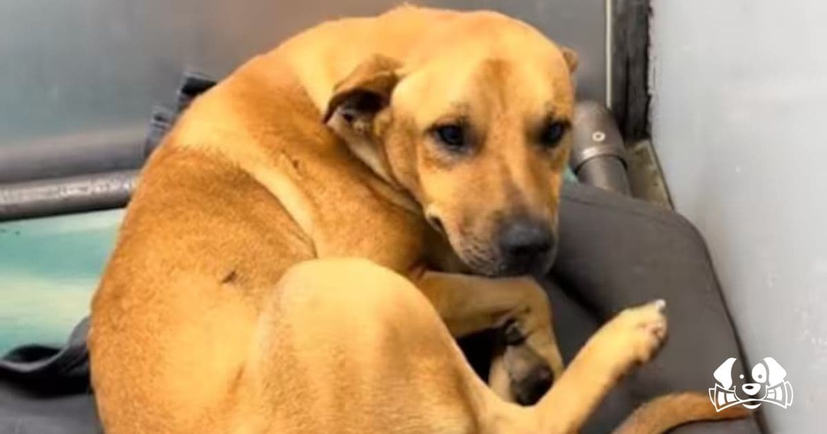 Koko, the Puppy Who Died Waiting for Love