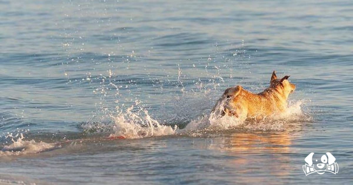 Lost Dog Swims to an Island and Travels 160 km in a Real-Life Disney Tale
