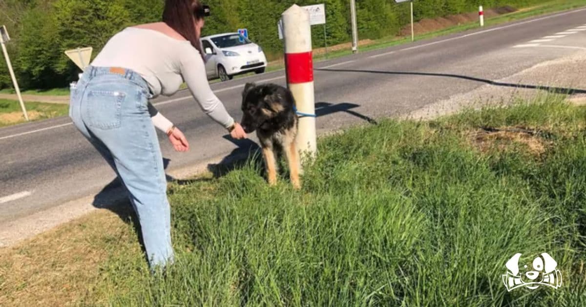 Woman Abandons Her Dog on a Busy Road and Speeds Away—Shelter Witnesses the Scene