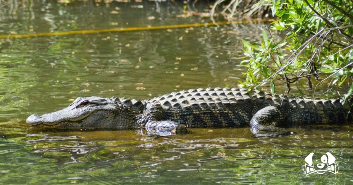 Dog Survives After Being Dragged Into a Pond by a Giant Alligator
