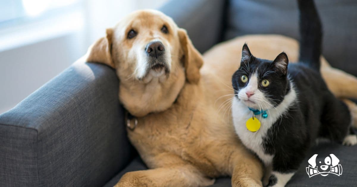 Why Your Dog (or Cat) Will Soon Have an ID Card in Europe