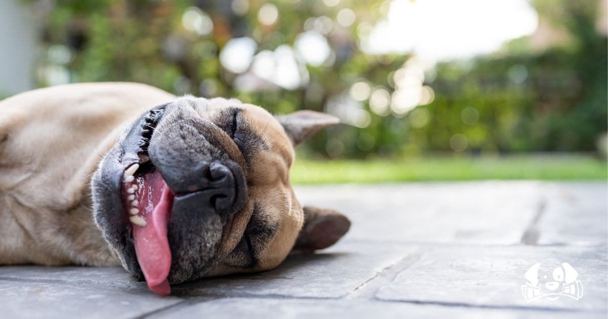 Heatwave Alert: How to Keep Your Dog Safe During Extreme Temperatures