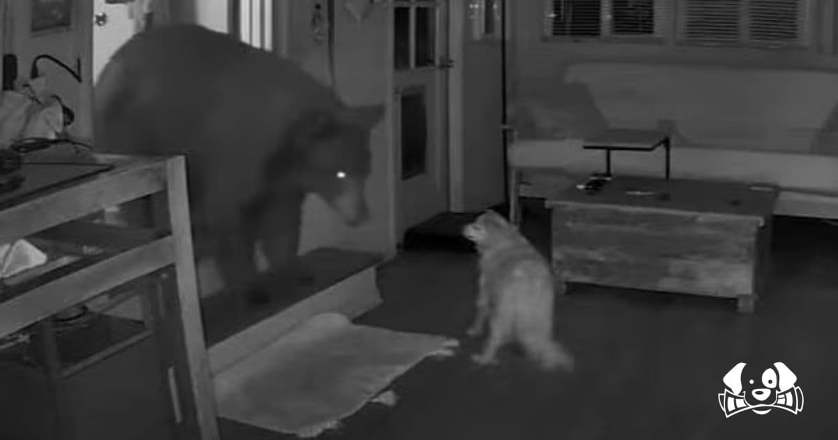 California Dog Stands Its Ground as a Black Bear Breaks Into Family Home