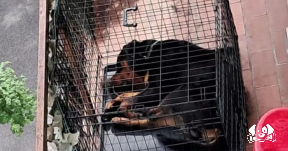 Trapped for Months in a Cage on a Balcony, Niko the Dog Is Finally Rescued