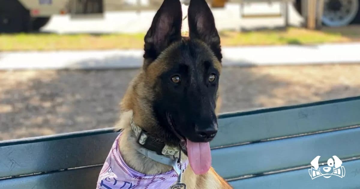 Justice for Saint: 10 Dogs Dead in California Trainer Horror Case