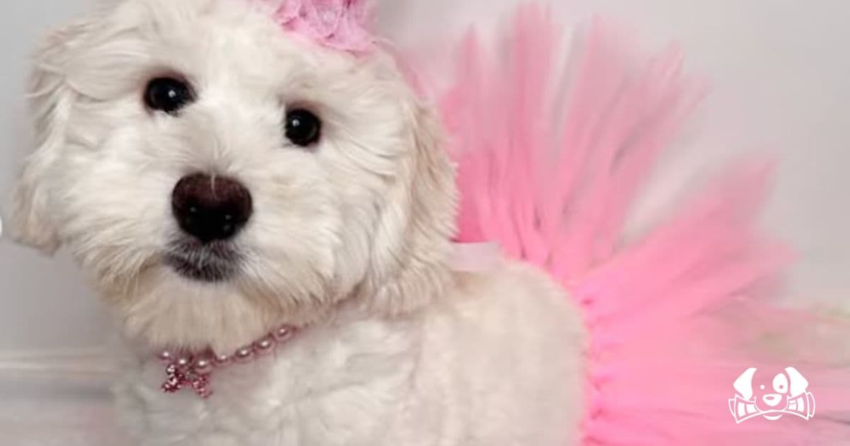 Grieving in Silence, Comforted by Fur: Dog Refuses to Leave Woman's Side After Heartbreaking Loss