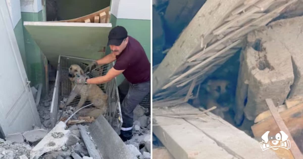 Bombed and Abandoned: 200 Dogs Trapped Under Rubble After Russian Drone Strike