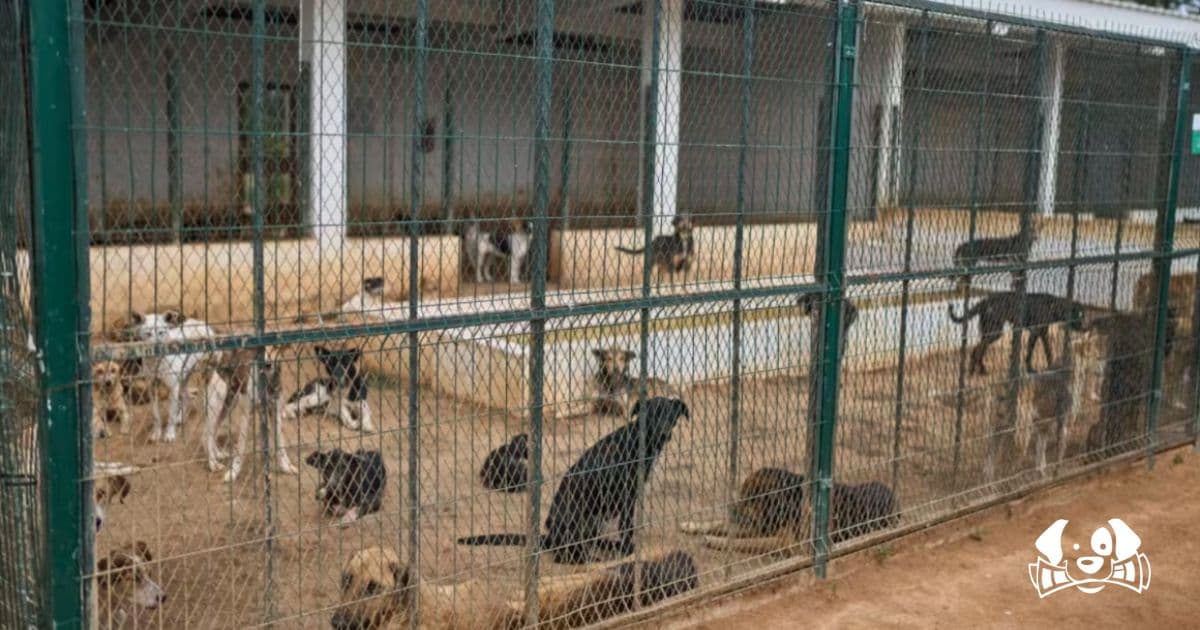 Why Is Morocco Killing Thousands of Stray Dogs Ahead of the 2030 World Cup?
