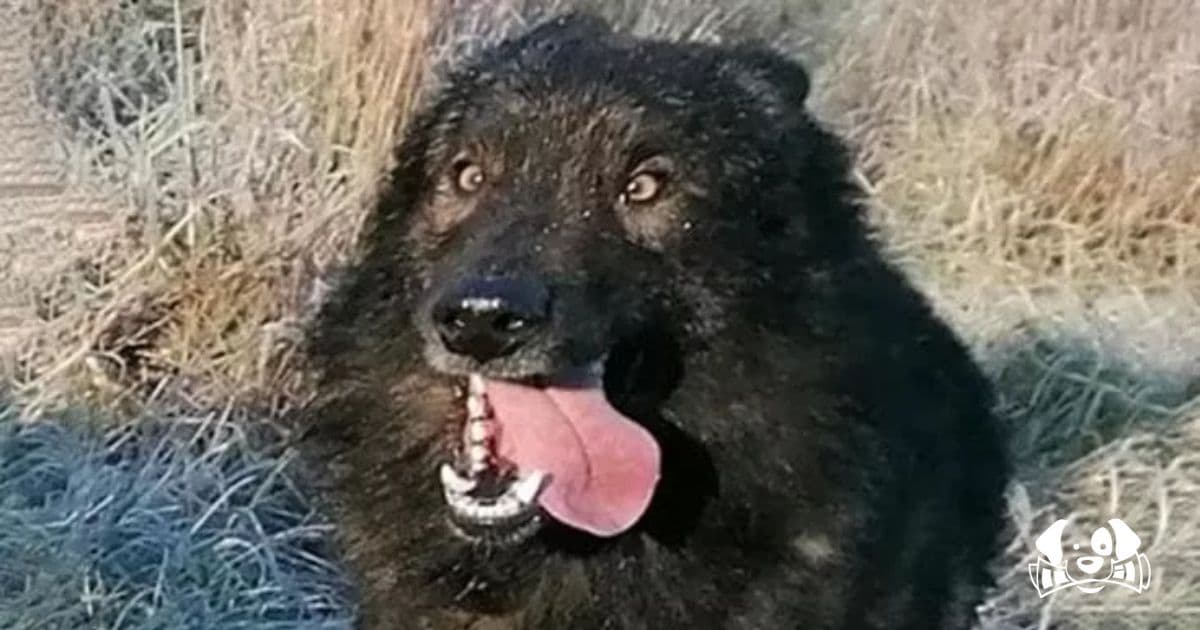 Historic Ruling: Dog Killed by Hunter Leads to €45,000 Compensation in Landmark Case