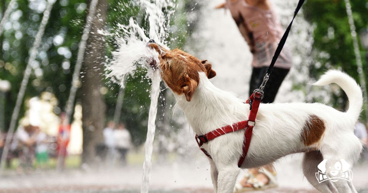 Should You Walk Your Dog During a Heatwave? Here’s What Vets Say